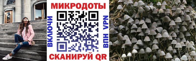 наркота  Стародуб  гидра ссылка  Псилоцибиновые грибы GOLDEN TEACHER 